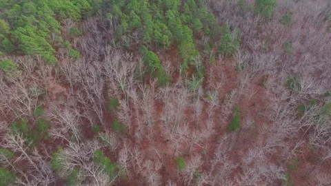 Aerial of Forest Wilderness Video stock 75611275