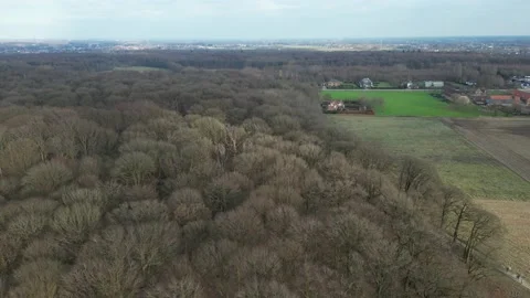 Aerial Forest Winter Cold Fast Forward Movement Edge Trees Stock Footage 233295965
