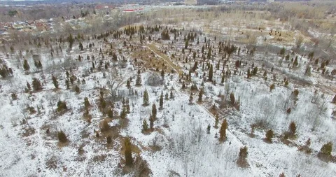 Aerial of a forest in the winter Stock Footage 103515319
