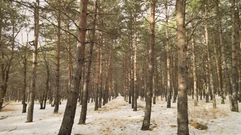 Aerial forest winter Stock Footage 237166600
