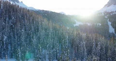 Aerial Forest in Winter, Trees covered in Snow, beautiful Treetops and Mountain Stock Footage 150078152