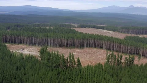 Aerial of forestry development with plots of cut down trees in evergreen Stock Footage 150553949