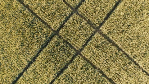 Aerial forming a geometric pattern view of cereal fields 스톡 동영상 282446011
