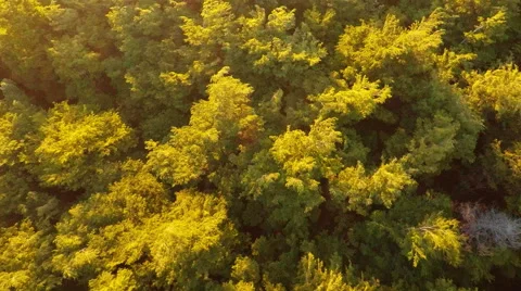 Aerial: Forrest Trees Blowing In Wind Pan Up To Volcano At Sunset 2K Stock Footage 64679647