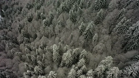 Aerial Forward Beautiful Shot Of Trees In Forest During Winter Season - Savoie, Stock Footage 167835005