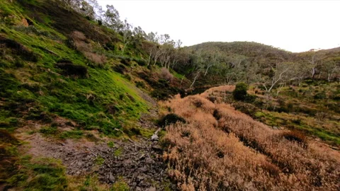 Aerial Forward: Burt Forest On Mountains - Brisbane, Australia Video stock 204001975
