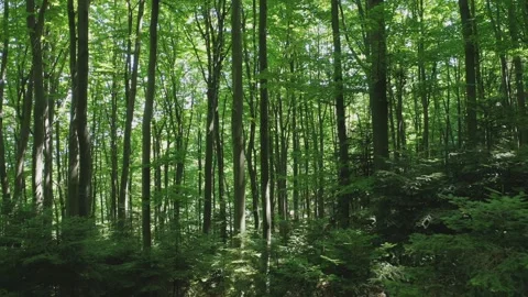 Aerial forward crawl through a green deciduous forest on a summer sunny day. Stock Footage 170258278