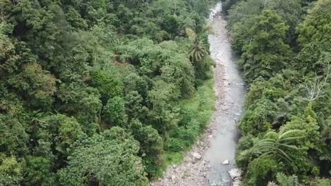 Aerial Forward Drone River Jungle 4K Vídeos de archivo 339199374