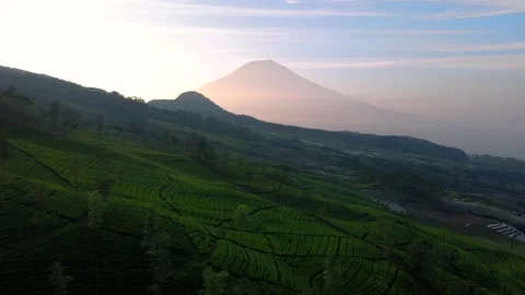 Aerial forward drone shot of green tea plantation in the morning with Stock Footage 243724022