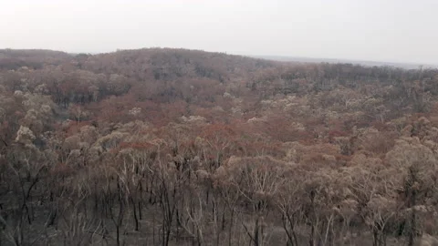 Aerial Forward: Exploring the View of the Bush fire Affected Area-Melbourne, Aus Stock Footage 149133187