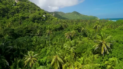 Aerial Forward Flight above Palm Forest and Mountains in Parque Tayrona near Vídeos de archivo 337391757