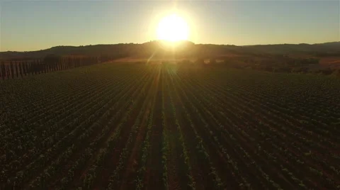 Aerial: forward flight low over vineyard rows directly towards sunset. Tuscany. Stock Footage