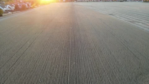 Aerial forward flight over a corn field ready for harvest toward at sunset Stock Footage 142155507