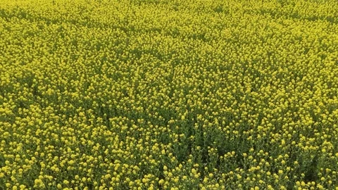Aerial Forward Flight Over Dense Yellow Rapeseed Field Texture Vídeos de archivo 335459551