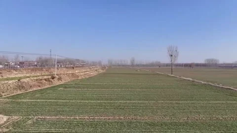 Aerial Forward Flight Over Green Winter Wheat Fields in Rural China. Vídeos de archivo 327765998