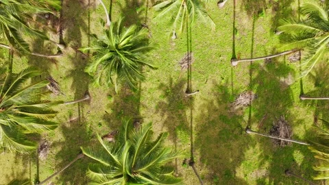 Aerial Forward Flight Over Palm Grove With Unique Tree Missing Leaf Crown Stock Footage 334619830