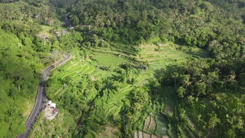 Aerial forward flight over rice terraces Stock Footage 329319789