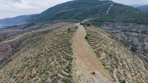 Aerial Forward Flight Over Terraced Reforestation Hill - 4K Stock Footage 331802083