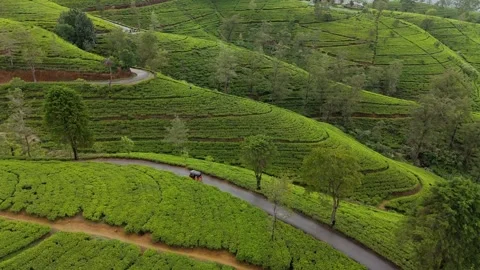 Aerial Forward Flight Over Terraced Tea Plantation With Red Tuk Tuk Stock Footage 346437640