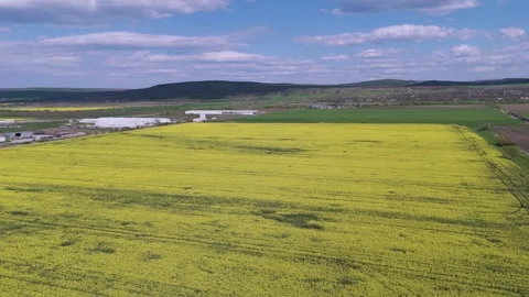 Aerial Forward Flight Over Vast Yellow Rapeseed Fields and Agricultural Farm Stock Footage 335450211