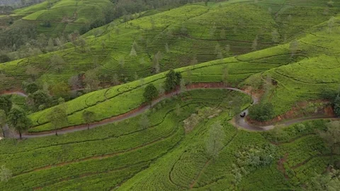 Aerial Forward Flight Over Winding Road in Tea Plantation with Car Stock Footage 346438035