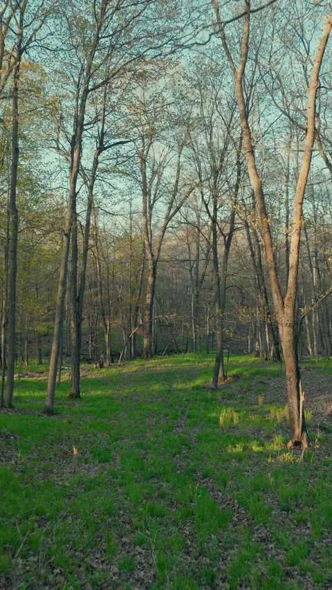 Aerial Forward Flight Through Spring Forest Wisconsin Morning Light Green Stock Footage 336761973