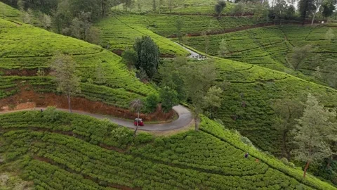 Aerial Forward Flight Tracking Tuk Tuk on Curve in Tea Plantation Stock Footage 346437675