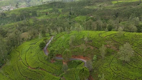 Aerial Forward Flight Tracking Tuk Tuk Down Road in Hilly Tea Plantation Stock Footage 346437940