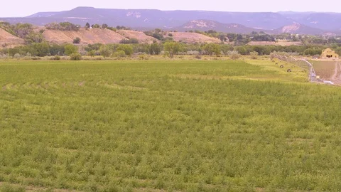 Aerial: Forward over large field of hemp crops Stock Footage 116343860