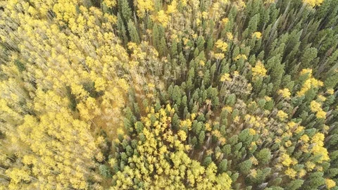 Aerial forward over mixed forest revealing blue lake Stock Footage 104152831