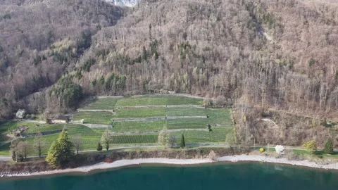 Aerial Forward Over Vineyard at Mountain Base Near Lake Landscape 스톡 동영상 331096078