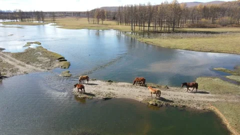 Aerial Forward Push Over Autumn Wetland Landscape with Grazing Horses Stock Footage 330252449
