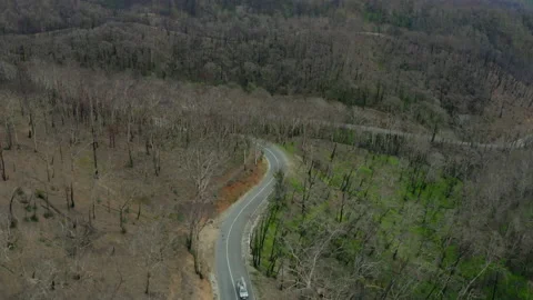 Aerial Forward: Road Amidst Bare Trees In Forest - Brisbane, Australia Video stock 204005637