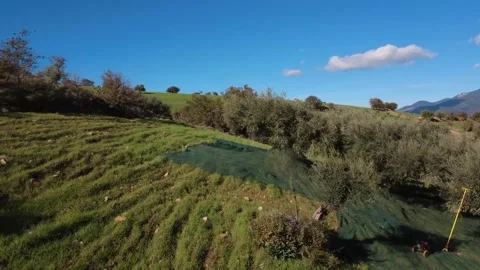 Aerial forward shot of olive grove harvest with nets on sloped field Stock Footage 337460100