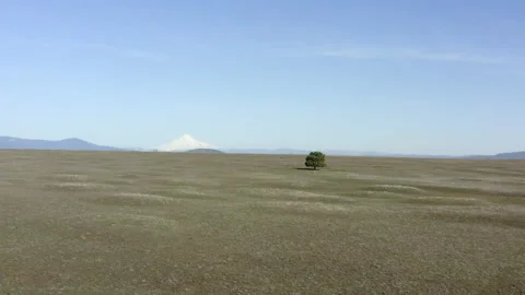 Aerial Forward: Small Trees Dot Grassy Field Stretching Toward Hazy Foothills an Video stock 149163227