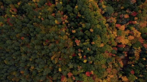 Aerial Forward of Thick, Brightly Colored Forest - Dixville Notch, New Hampshire Stock Footage 114057159