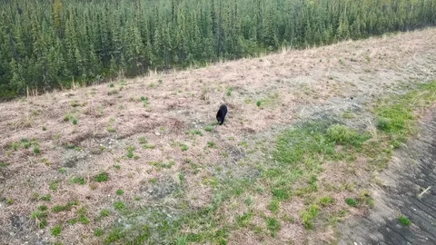 Aerial Forward Tilt of Black Bear Walking in Field Stock Footage 101142334