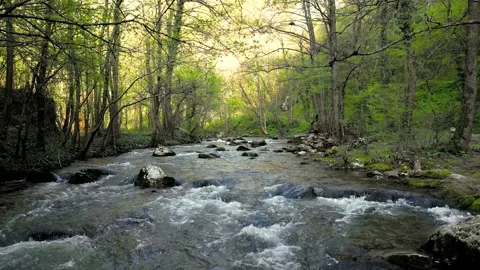 Aerial forward video, upstream the river Moravica, through Lepterija Stock Footage 241284317
