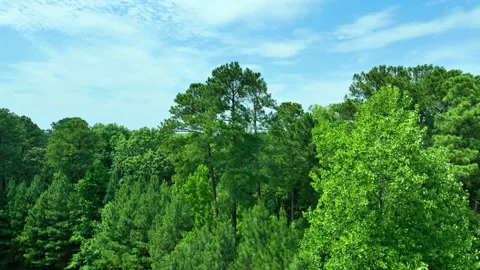 Aerial Forward View Flying Toward Trees With Blue Sky Stock Footage 198178187