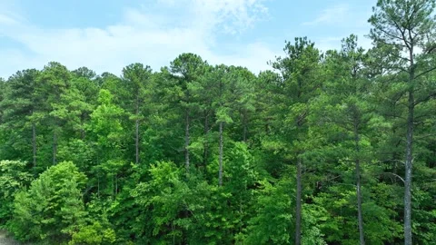 Aerial Forward View Flying Toward Trees With Blue Sky Stock Footage 198202017