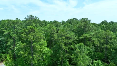 Aerial Forward View Flying Toward Trees With Blue Sky Stock Footage 198202043