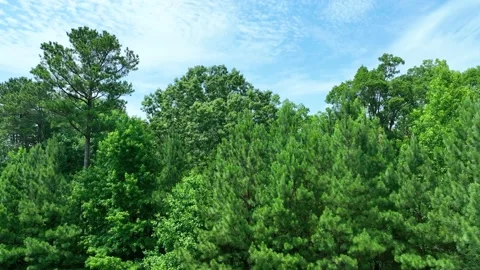 Aerial Forward View Flying Toward Trees With Blue Sky Stock Footage 198202856