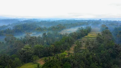 Aerial Forward/Pan Right of Thick Forest With Fields In Vast Valley, Thin Fog Stock Footage 114067272