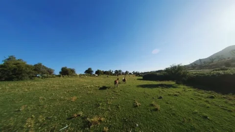 Aerial fpv drone flight over a farm with galloping donkey horses and cows Stock Footage 219999494
