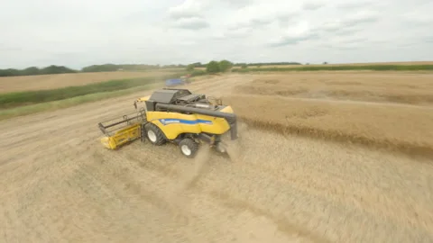 Aerial FPV drone orbits combine harvester while it harvests rapeseed Stock Footage 202177767