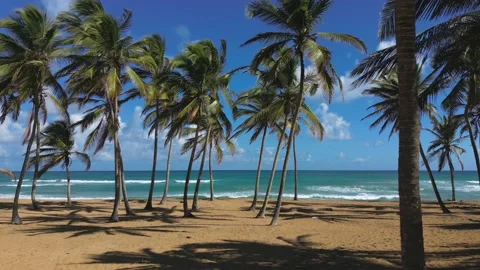 Aerial fpv flight through the coconut palm trees above the sand of the wild Stock Footage 231479330