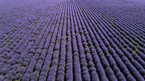 Aerial frame with a lavender field Stock Footage 148643359