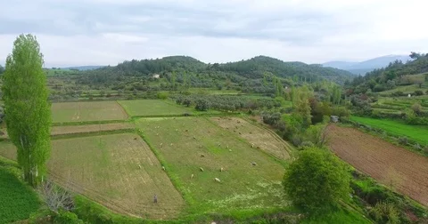 Aerial Free Range Sheeps are Feeding in Anatolia, Turkey Stock Footage 74831450