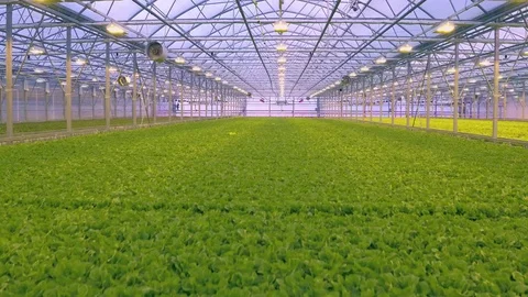 Aerial - Fresh organic lettuce growing in a greenhouse hydroponics Stock Footage 71281053