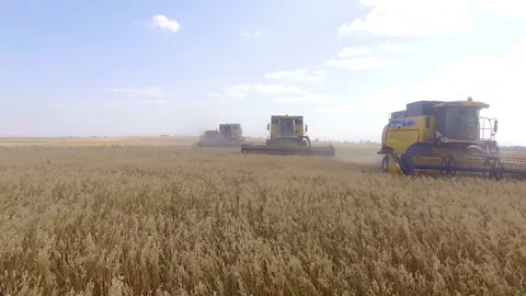 AERIAL: Front view of the harvesters, working on the field of wheat. Video stock 81828279